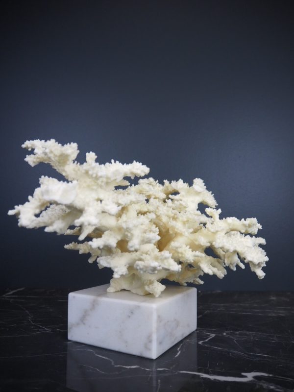 Coral - Image 4