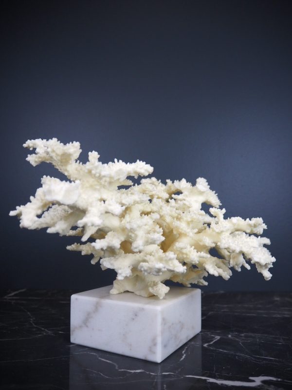 Coral - Image 5