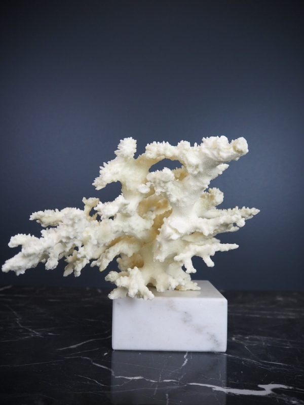 Coral - Image 6