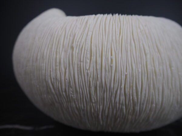 Coral bowl - Image 7