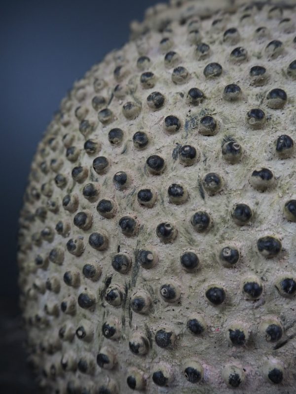 Lobi pot cement (Big) - Image 7