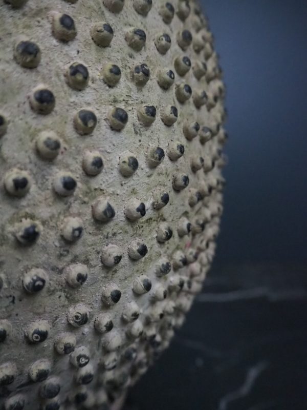 Lobi pot cement (Big) - Image 8