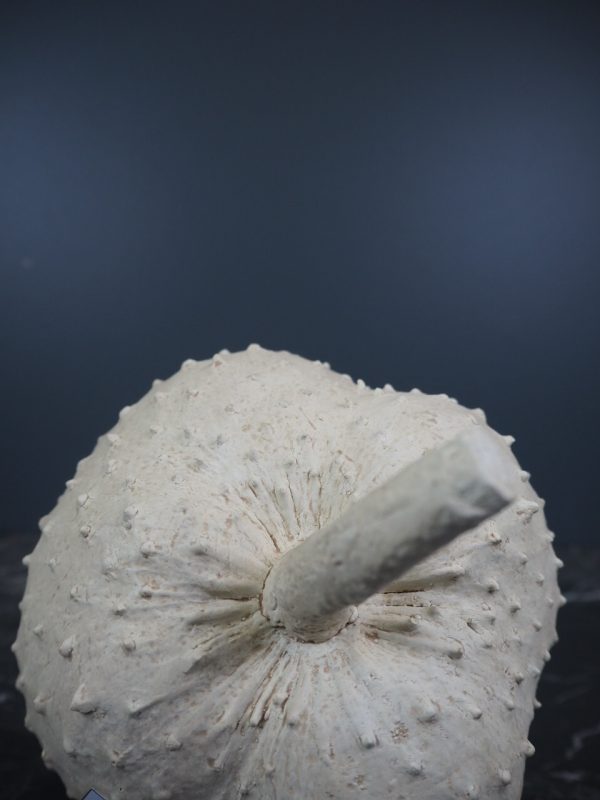 Guyabano  beige  tablepiece - Image 2