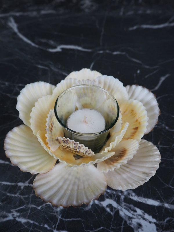 Radiola Shell Tealight 6" - Image 2