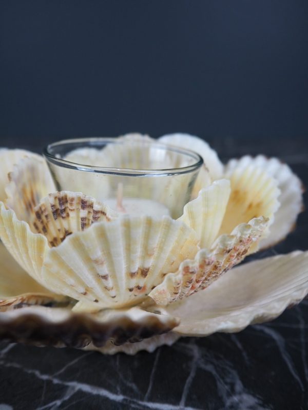 Radiola Shell Tealight 6" - Image 3