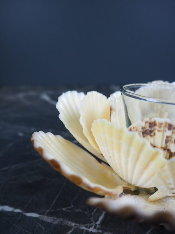 Radiola Shell Tealight 6" - Image 4