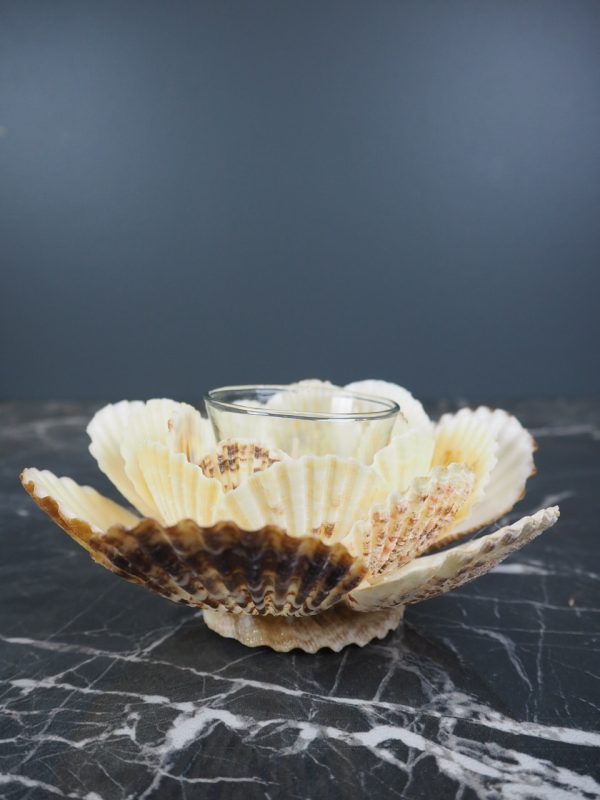 Radiola Shell Tealight 6" - Image 5