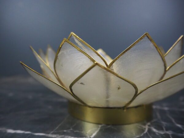 White Natural Shell 8" - Image 3