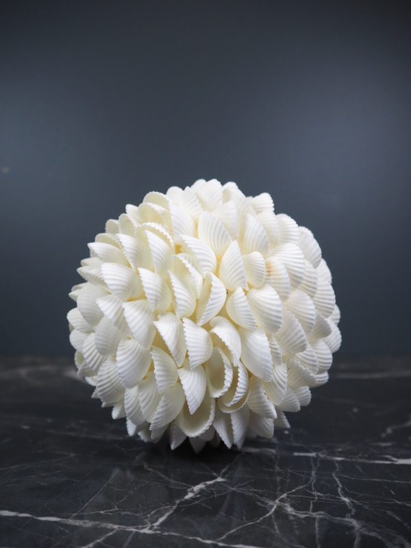 Clam Rose Ball Shell 6"f - Image 2