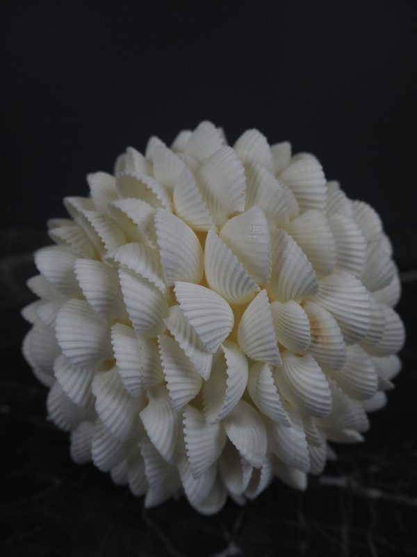 Clam Rose Ball Shell 6"f - Image 3