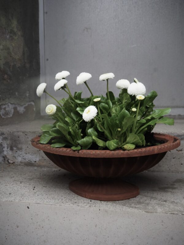Amara Planter