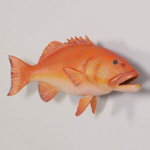 Coral Trout