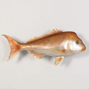 Snapper