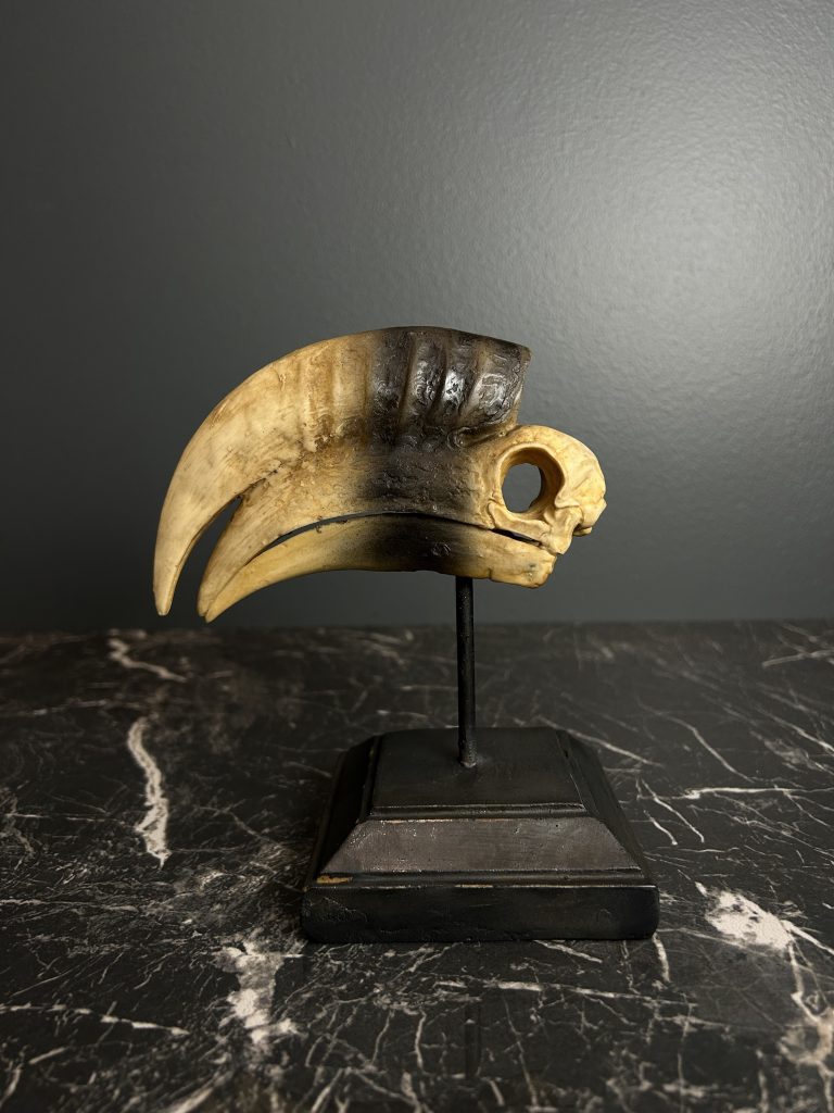 Curious Parrot skull