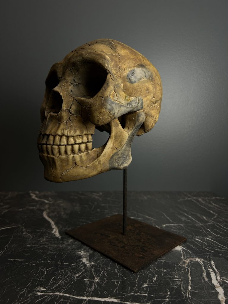 Curious Human skull