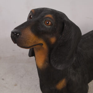 Dachshund Black
