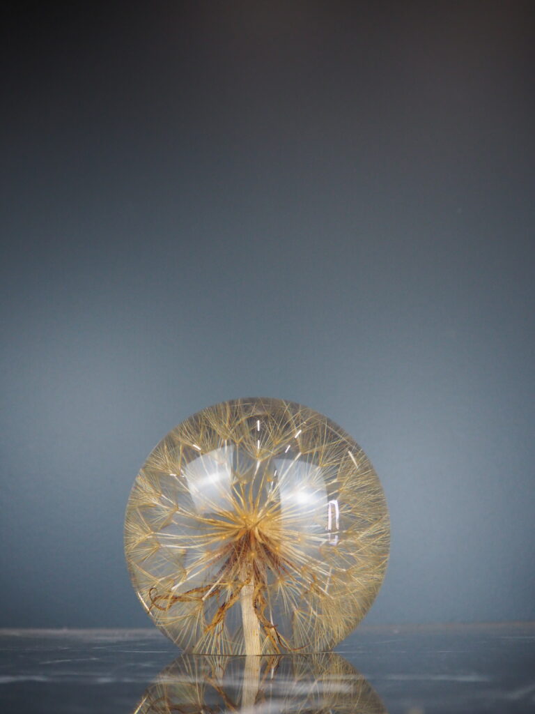 Tragopogon pratensis paper weight 12 cm - Image 2