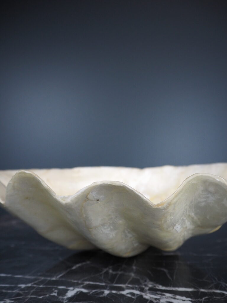 Capiz clam S - Image 2