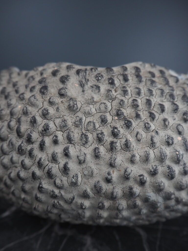 Sea Urchin vase white fish S - Image 3