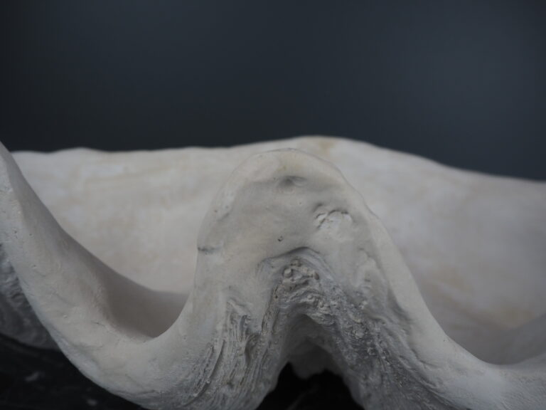 Panay clam shell S - Image 4