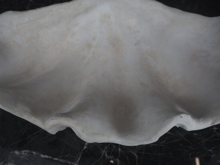 Panay clam shell S - Image 5