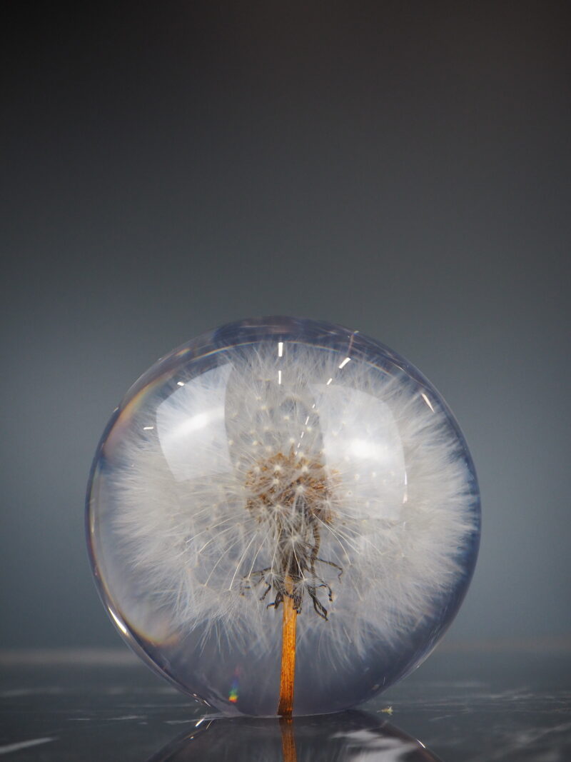 Dandelion paper weight 8 cm