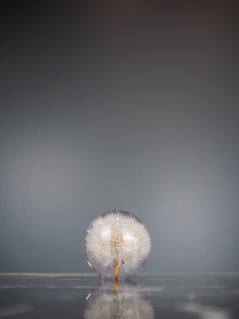 Dandelion paper weight 7 cm