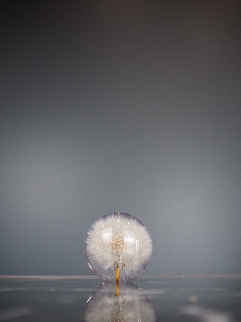 Dandelion paper weight 7 cm