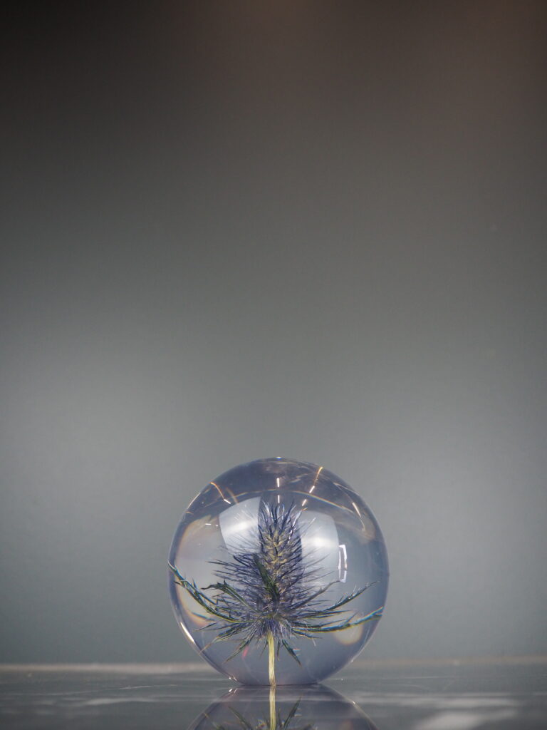 Eryngo paper weight 8 cm