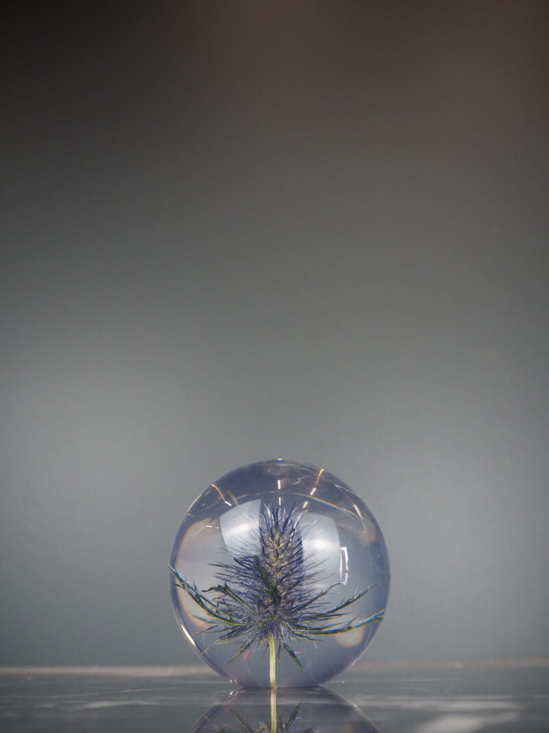 Eryngo paper weight 8 cm