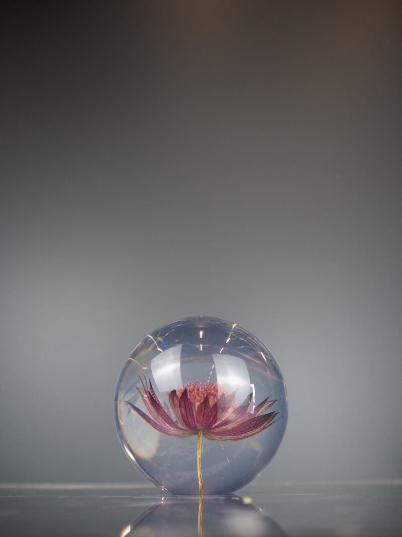 Astrantia paper weight 8 cm