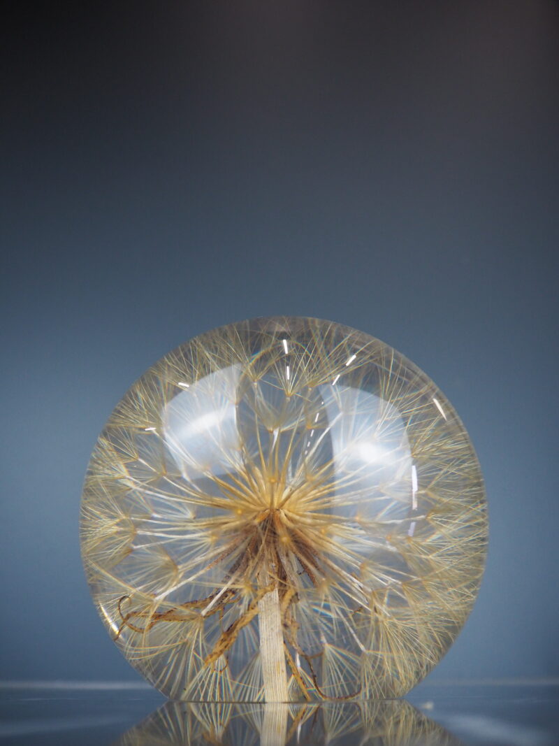 Tragopogon pratensis paper weight 12 cm