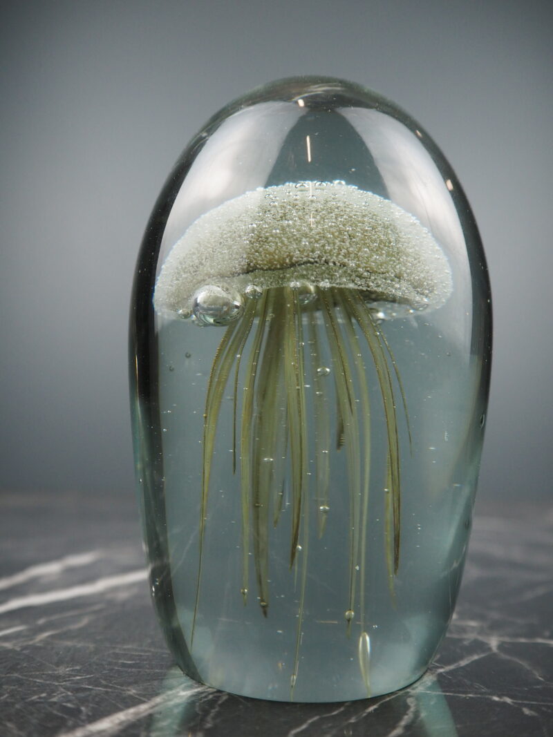 Jellyfish Nature Brown