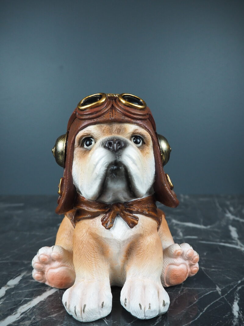 Donell cute dog