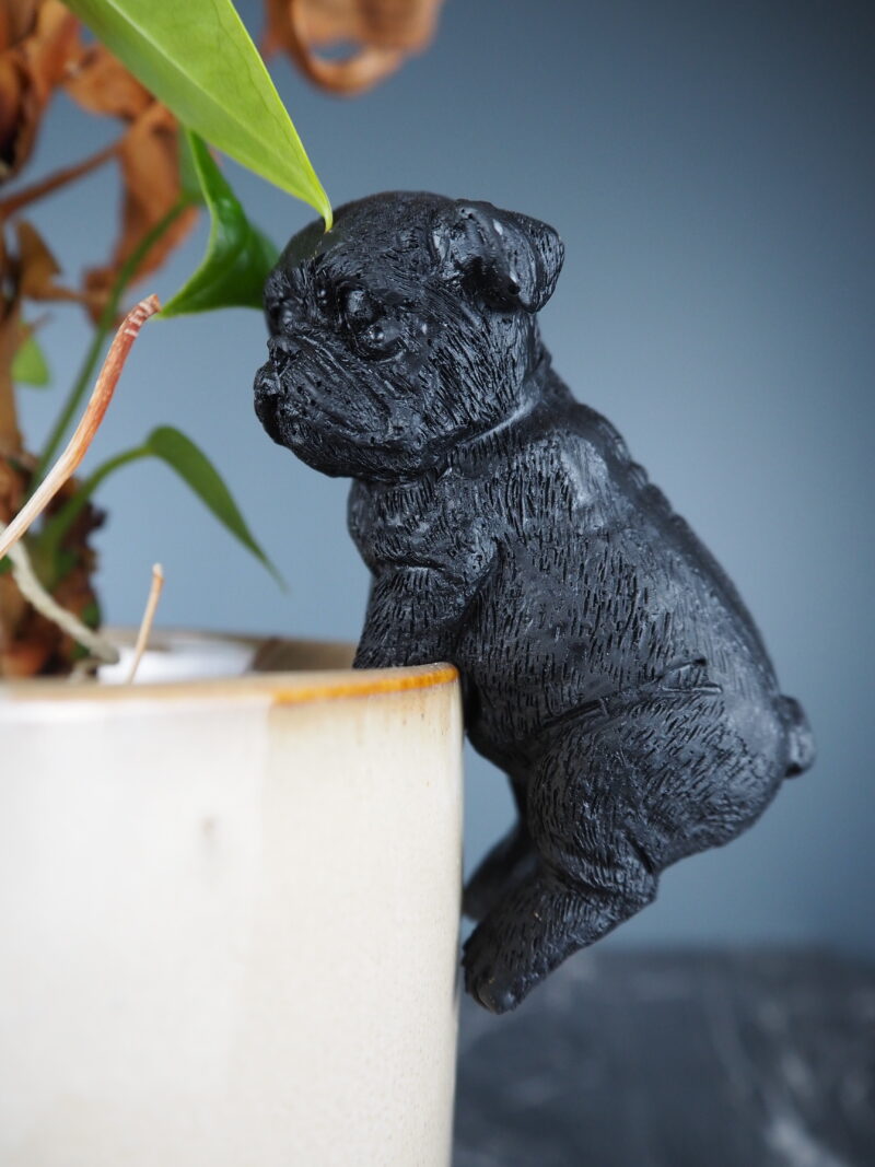 Dog climbing black