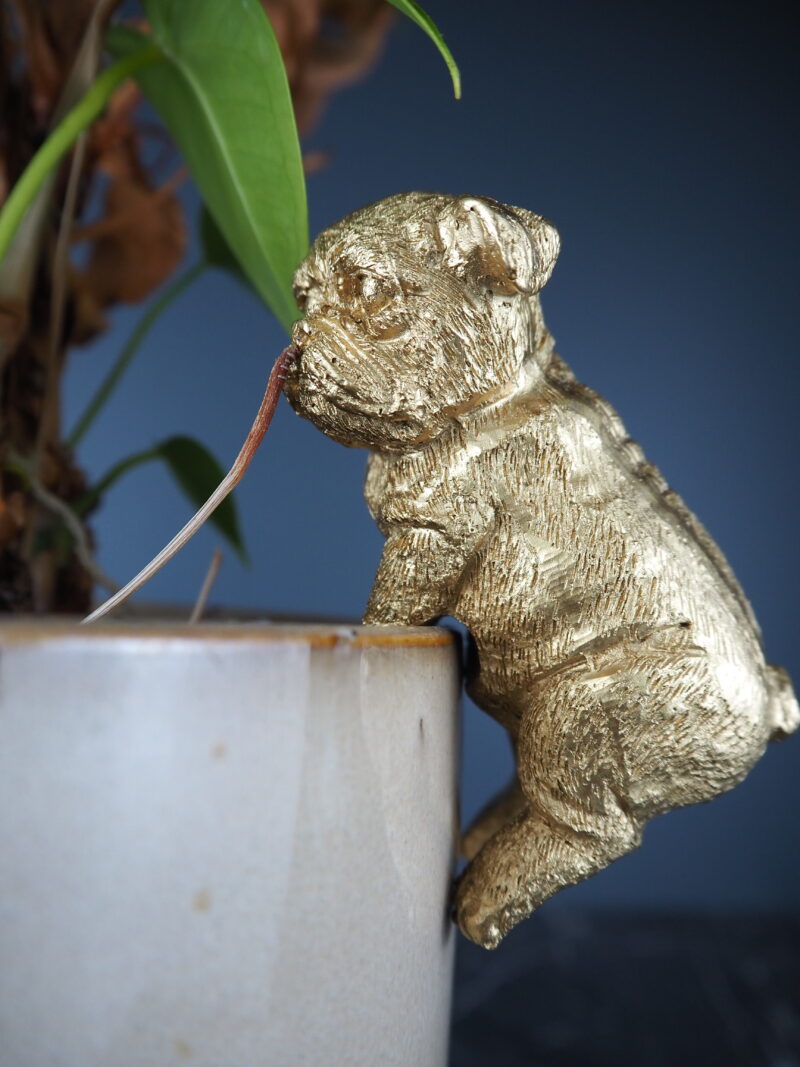 Dog climbing gold