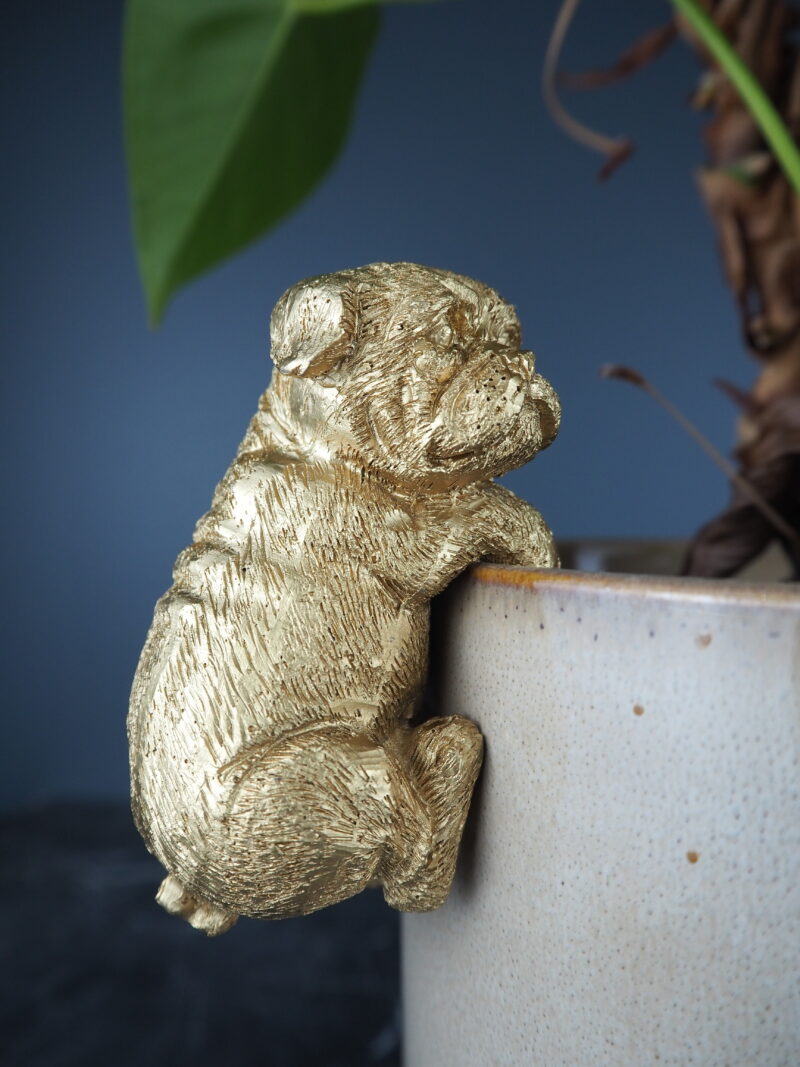 Dog climbing gold